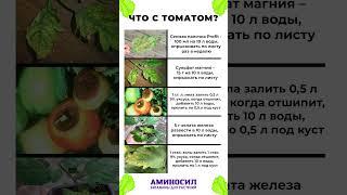 Как СПАСТИ томаты на даче? #сад #томаты #огород