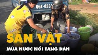 Sản vật mùa nước nổi tăng dần theo con nước, thương lái dùng xe tải đi thu gom