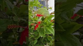 nattu#sembaruthi #nattu #kanagambaram #south #gardening #organic #plants #youtubeshorts