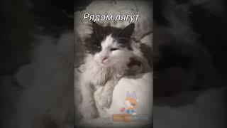 Идея не моя#хочуврек#популярное#котики