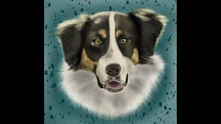 Procreate: Border Collie!  边牧