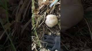 Синяя ножка. Рядовка лиловоногая#грибы2022#shorts#mushrooms .Blue leg.Leylak bacaklı sıra