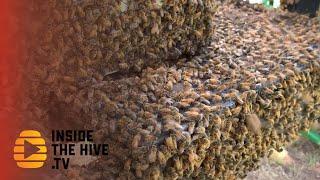 New way to help honey bees to fight Varroa mites