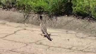 Roadrunner Running Road