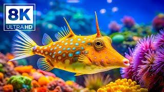 Ocean Wonders 8K UHD - Beautiful Sea Creatures & Coral Reefs - Relaxation & Meditation Music