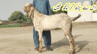 best breeder makhi chena | Qurbani 2024 | 28 August 2023 | gillani goat farm,