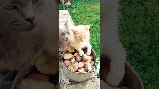 Надоела картошка  хотим Рыбы  #юмор #коты #shorts #животные