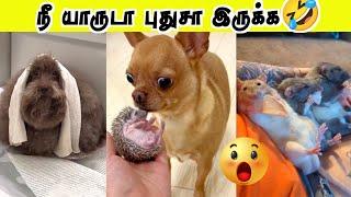 உண்மைய சொல்ல யாரு நீ  | விலங்குகளின் Mind Voice comedy | Hoomans