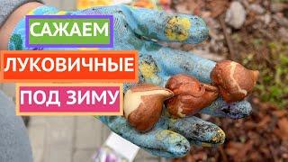 МОИ СЕКРЕТЫ ПОСАДКИ ЛУКОВИЧНЫХ ОСЕНЬЮ!