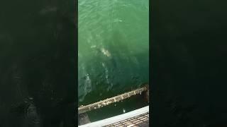 GIANT Barracuda Pier Fishing #shorts #fishing