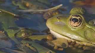 Small frogs meet big ones / As rãs pequenas encontram as grandes / Kleine Frösche treffen grosse