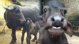 cute baby and her mother #animals #buffalo #cute #babybuffalo