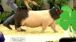 Madison Simon | Fillmore County | Market Gilt