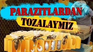 ASALARI OILASINI KANADAN TOZALAYMIZ. АСАЛАРИ ОИЛАСИНИ КАНАДАН ТОЗАЛАЙМИЗ