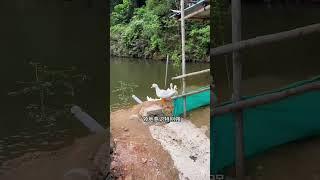 大鵝排隊吃飯，鴨子能夠飛也不敢插隊，它們的生存法則太優秀了！The goose queues up for dinner #大自然 #鴨子 #鵝
