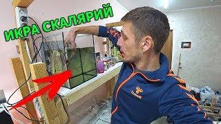 КАК Я ЗАБРАЛ ИКРУ У СКАЛЯРИЙ!!!