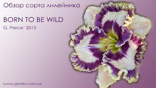 Обзор сорта лилейника BORN TO BE WILD, G. Pierce' 2013