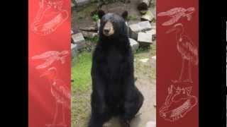 ***Прогулка по зоопарку. Зоопарк в Калининграде.***