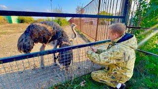 Одного самца зебры обижали и Олег Зубков перевел его к ослице Даше,а Марсель созывает своих львов!