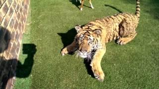 That moment You realise You cannot outrun that tiger !