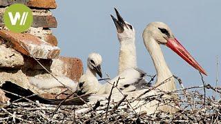 White Storks altering their migrations patterns due to Human Action (Birds Documentary)