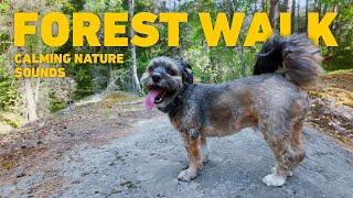 [NO ADS] Dog TV for Dogs  Dog Walking in Finnish Forest  Relaxing Nature Sounds