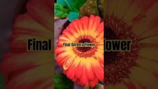 Gerbera In January #flowers #shorts #gerbera