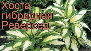 Хоста гибридная Реверсед (hosta)  хоста Реверсед обзор: как сажать рассада хосты Реверсед