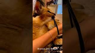 Floppa Jane is Curious about Rubber Band : Caracal #shorts