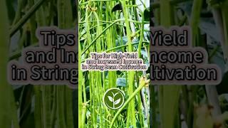Tips for high yield and Increased income in string Bean Cultivation #garden #shortvideo #farming