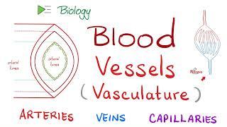 Blood 🩸 Vessels  (Vasculature) | Arteries, Arterioles, Capillaries, Venules & Veins | Biology