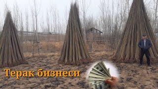 Сизни бой киладиган бизнес,Калифорния терак кочатлари