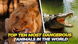 Top 10 Most Dangerous Animals in the World!