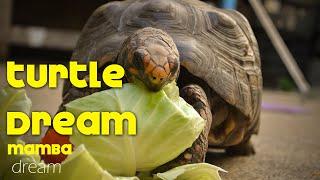 What does it mean to dream of turtle. Never ignore dreaming of turtle. surprising meaning