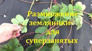 Размножение земляники для СУПЕРзанятых.