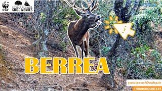 BERREA delante de la CÁMARA. #territoriolince #apbvigo #berrea #ciervo