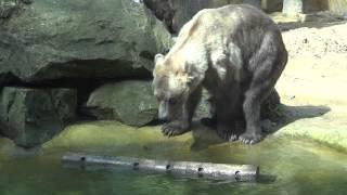 Brown Bear