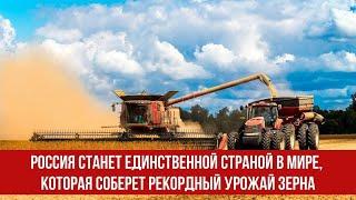 Россия станет единственной страной в мире, которая соберет рекордный урожай зерна