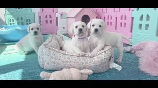 White Lab Lumiere x Posh II puppies
