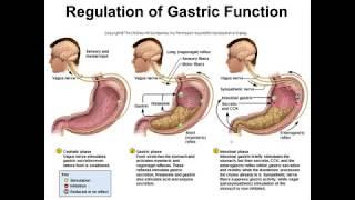 Регуляция желудочной секреции