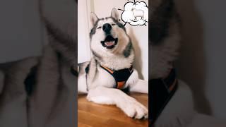 perro gracioso #youtubeshorts #funnydog