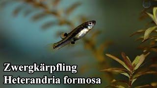 Zwergkärpfling - Heterandria formosa