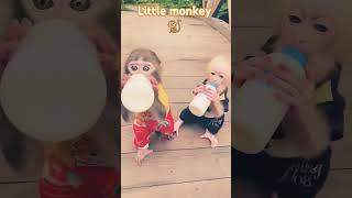 Little monkey viral video... #monkeys #animals #viralshorts