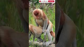 Macacos Namorando - Vida Intima Dos Macacos - Macacos Inteligentes - Animais Na Selva #shorts
