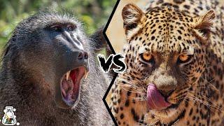 Baboon VS Leopard - What Happens When These Animals Come Face To Face?