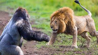 Craziest Animal Fights Of ALL TIME...