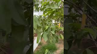 #motivation #youtubeshorts #plants #houseplants #nature #indoorplants #garden #snakeplant