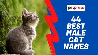 Best 44 Male Cat Names  - Brilliant Boy Kitten Name Ideas