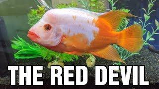 The Red Devil Cichlid - Species Spotlight