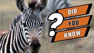 Animal Zoo Adventure! Learn About the Animals at the ZOO!